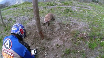 Ce motard sauve un renard piégé dans des fils barbelés!