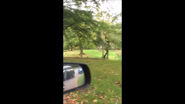 Je vomis quand je vois des lions... Ahaha énorme le bébé