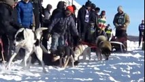 Yarış Başlasın Diye Yalvaran Köpek