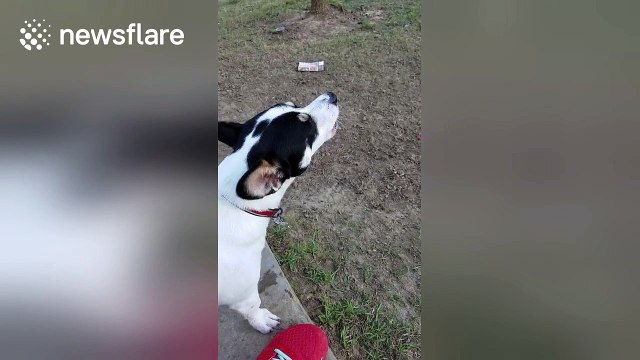 Dog tries to 'communicate' with emergency vehicles