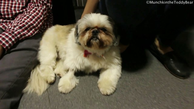 Munchkin the Teddy Bear is in Shih Tzu heaven!