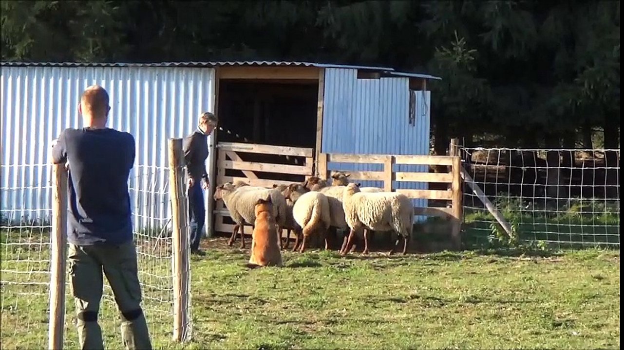 La Ckaliksou Elevage de Tervueren : Nickel au troupeau août et septembre 2016