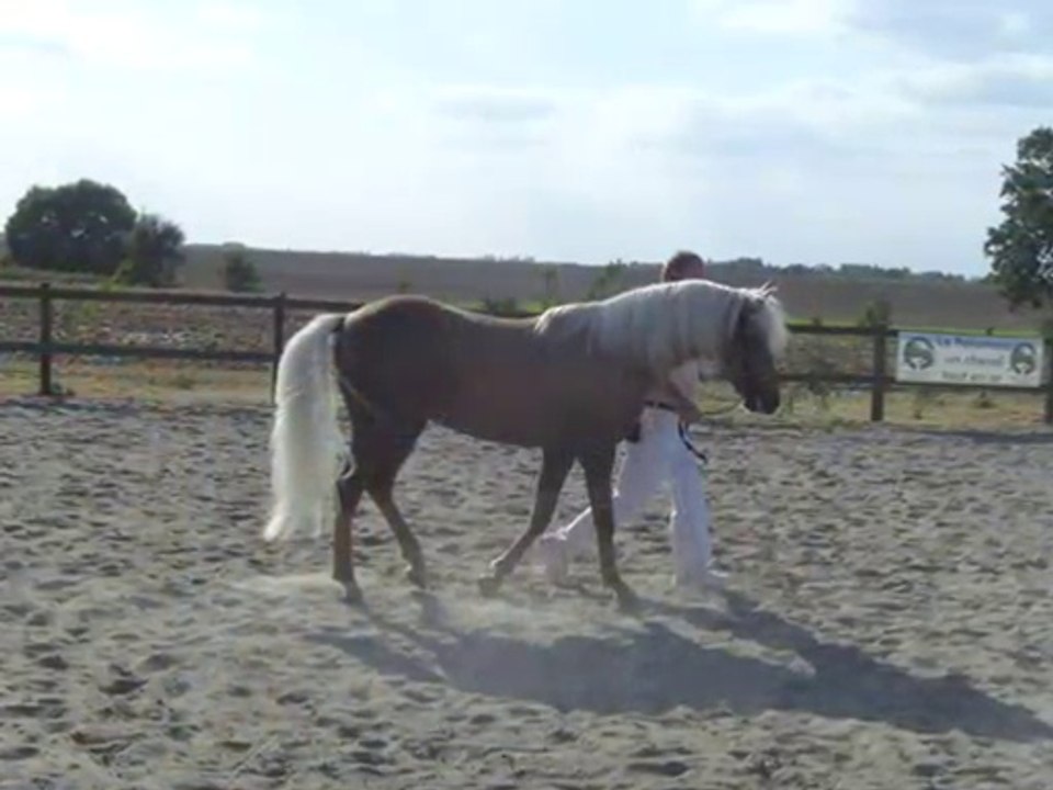 le père de mon playmobil