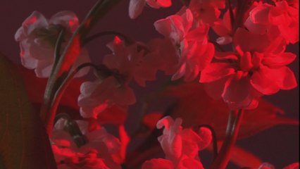 Ne me ficelez pas !  P. ALBANESE, R. DESNOUE, M. DIEMER, A. GOUPY, A. POITEVIN