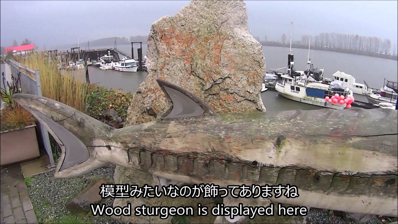 I caught a 2m monster !!!    2mのモンスター巨大魚をげっと！