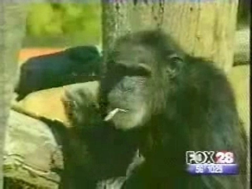 Monkey and the  cigarette
