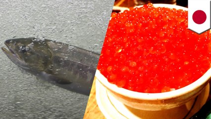 ふ化場でサケ200匹の腹割かれ卵盗まれる