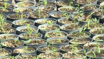 هذا الصباح- مشروع لزراعة شتلات برية بصحراء الكويت