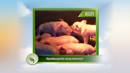 Vesti - Vojvodina postiče razvoj stočarstva