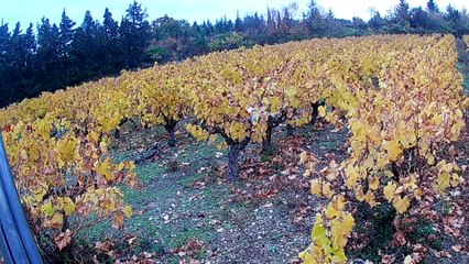 Dora a la chasse son rené a manquer un perdreaux