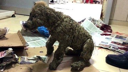 Le chien est entièrement recouvert de colle