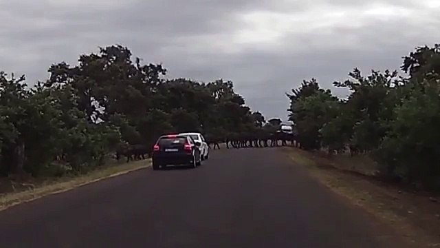 Car gets Smashed in Buffalo Stampede ! - Kruger National Park Animal Attacks, South Africa.