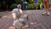 Flamingo Chicks out for a Walk - Cincinnati Zoo