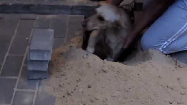 Il sauve un chien coincé et devient un véritable héros !