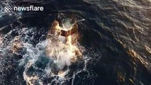 Amazing drone footage of whale family 'playing' together at the surface