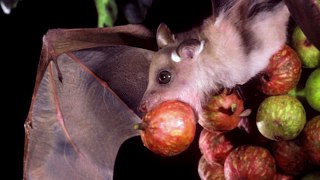 Merlin Tuttle Introduces the Importance of Conserving Bats