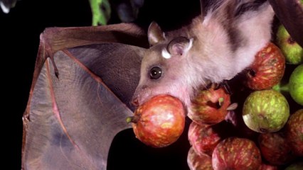 Merlin Tuttle Introduces the Importance of Conserving Bats