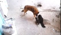 Un chat présente ses bébés à un chien