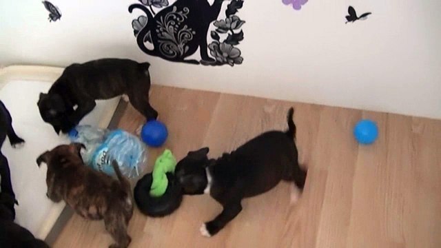 57ème vidéo Les Chiots de STAFFORDLAND s'amusent