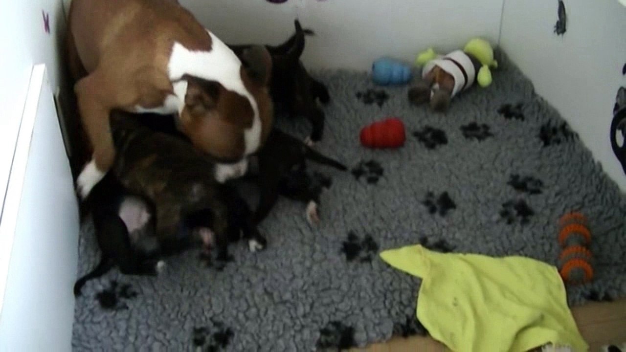 58ème vidéo Les Chiots de STAFFORDLAND sont avec Maman Hathor