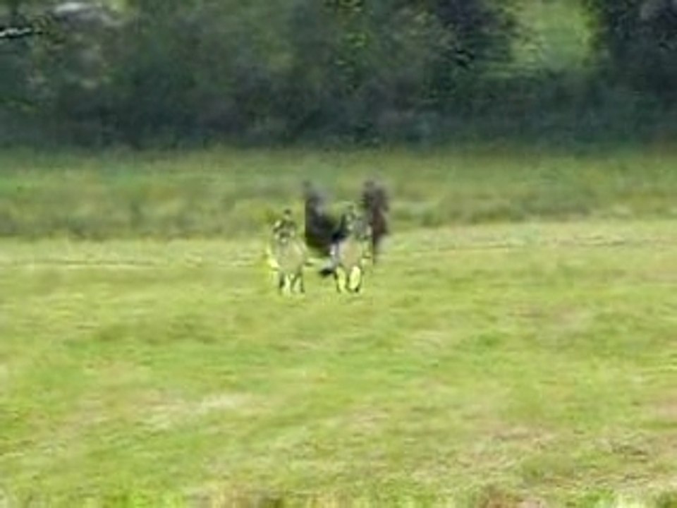 galop de lea