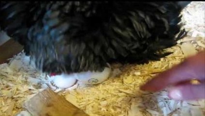 Une poule couve des ampoules qu'elle prend pour des oeufs !