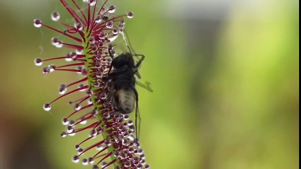 Ağır Çekim Görüntü Eşliğinde Etçil Bitkinin Avlanışı