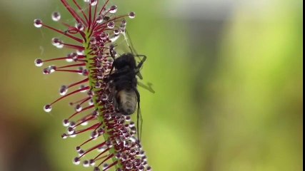 Ağır Çekim Görüntü Eşliğinde Etçil Bitkinin Avlanışı