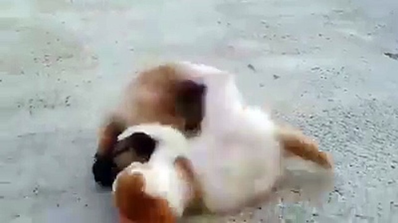 Sevimli yavrular..