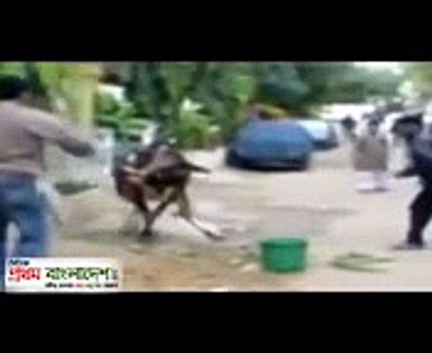 FUNNY ANIMALS ATTACK HUMANS ( Man vs Cow on out...
