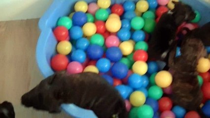 62ème vidéo Le bac à boules avec les Chiots de STAFFORDLAND