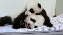Zoo di Atlanta: cercasi un nome per i due panda gemelli ai primi 100 giorni di vita
