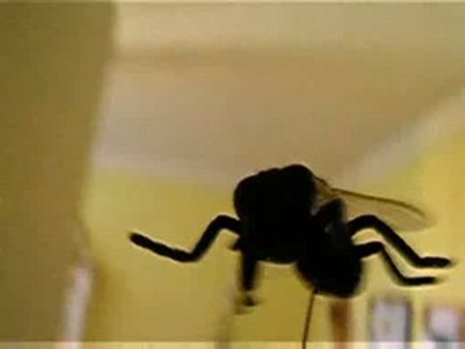 La mouche