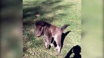 Little Horse And Little Boy Make Best Friends