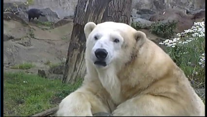 エディンバラ動物園のメルセデスがハイランド野生公園に移動 (Oct. 22 2009)