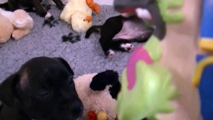 65ème vidéo Les animaux de la ferme et le gros cochon de STAFFORDLAND