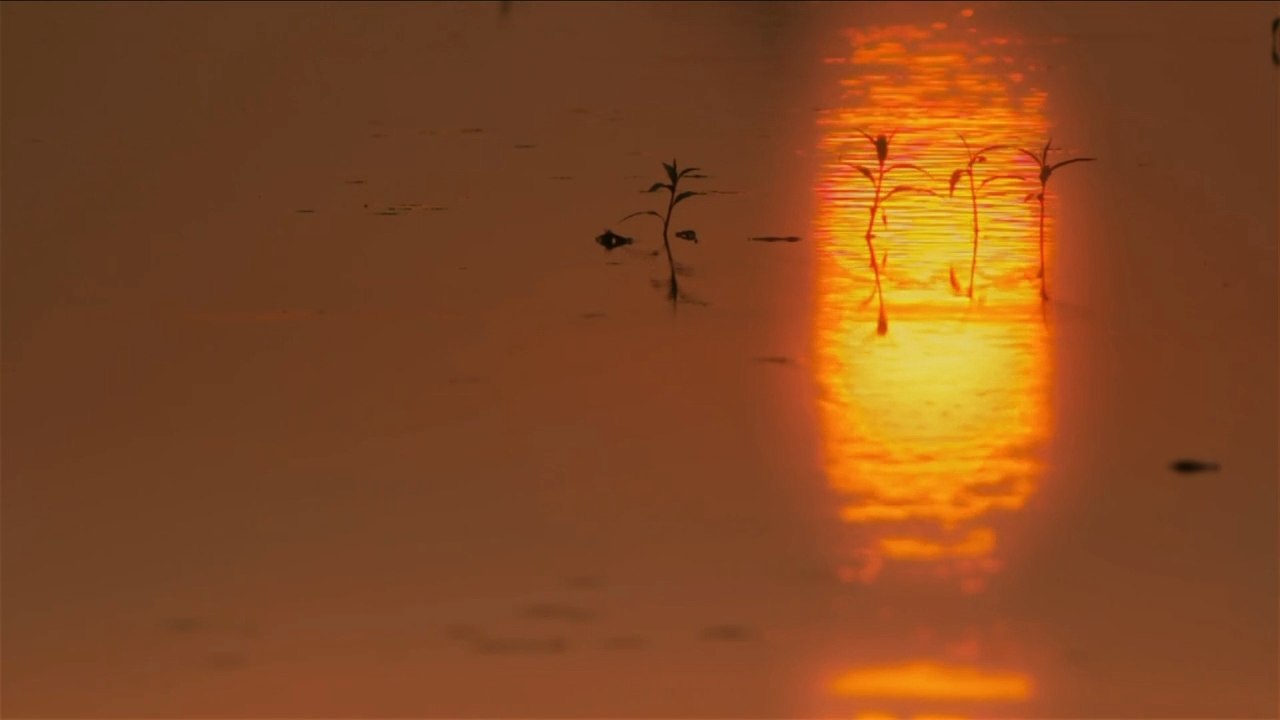 Секреты дикой Индии  1 серия / Secrets of Wild India (2011) HD