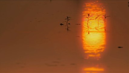 Секреты дикой Индии  1 серия / Secrets of Wild India (2011) HD