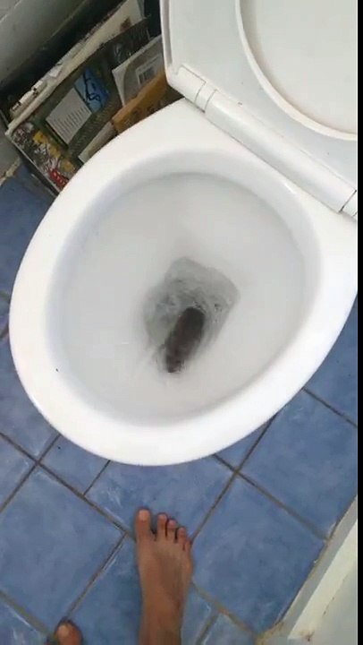 Un rat sort des toilettes en tirant la chasse d'eau