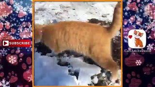 Funy Cats In Snow