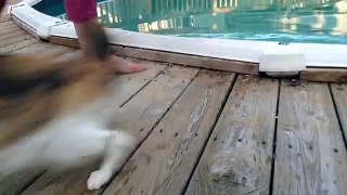Funy Cats In Water
