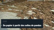 Un homme fabrique du papier à partir d'excréments de panda