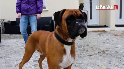 Aniweedoo : la start up de La Poste qui promène vos chiens