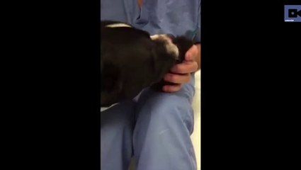 Cette chienne s'occupe d'un chaton de 10 semaines