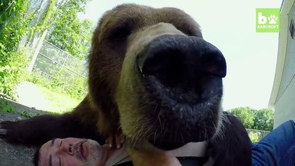 Our Big Bear Family удивительная дружба медведя с человеком