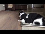 Security Cat Demonstrates Her Slick Skills
