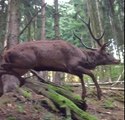 Deer Running Through Forest in Slow-Mo Is Majestic