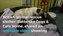 Peppa the pug becomes unexpected mother to 3 abandoned kittens