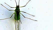 First Footage of a Rare American Green Bug