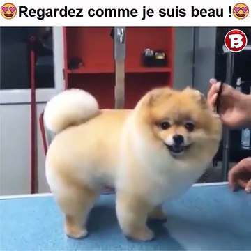 Regardez comme je suis beau !